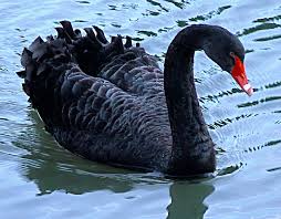 CIGNO NERO QUINDI ALL’ERTA E PIEDI PER TERRA